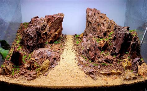 Image result for Java Moss Carpet