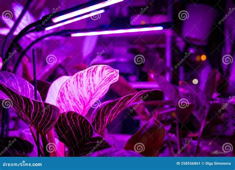 Growing Indoor Plants with Artificial Lighting with an Ultraviolet Lamp Stock Image - Image of ...