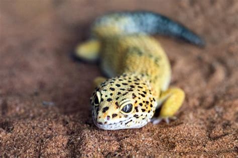 100+ Best Gecko Names: Ideas For Your Crested Pet Lizard | My Pet's Name
