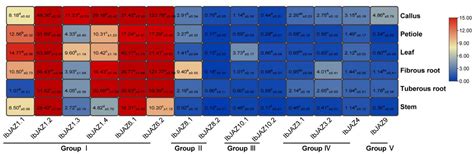 Genome-Wide Identification and Expression Analysis of JAZ Family ...