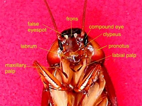 Dissection of Cockroach 的图像结果