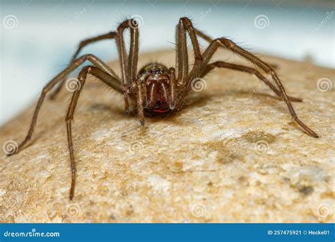 Big House Spider Tegenaria Domestica Stock Image - Image of ...