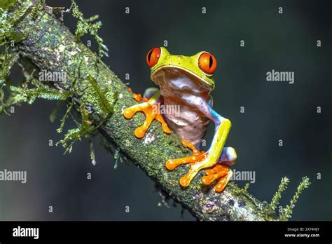 Image result for New Line JavaScript
