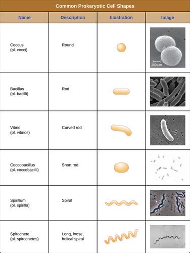 Image result for Classification of Bacteria
