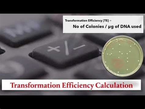 Image result for Transformation Efficiency Formula