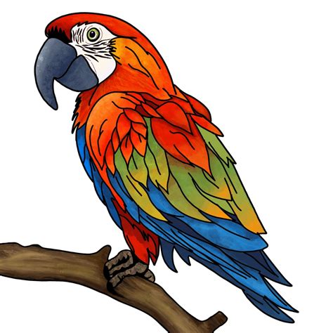 Image result for How to Draw a Parrot Two