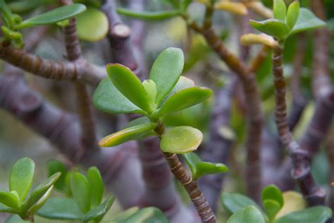 jade plants for sale Jade portulacaria afra succulent fine succulents pot leaved easy food ...