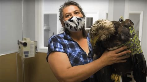 Rescued Bald Eagle Learns To Fly Again With Help From Vet - Animals ...