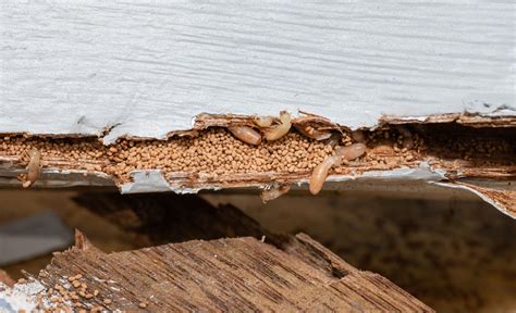 Carpenter Ant Droppings