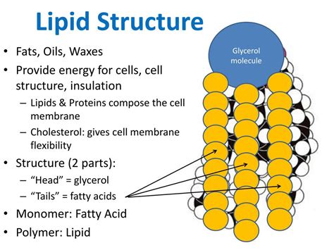 PPT - Lipids PowerPoint Presentation, free download - ID:6999007
