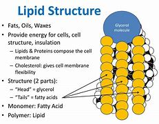 Image result for Lipid