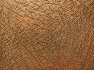 Download wallpaper 320x240 skin, folds, texture, animal nokia e72, e71 ...