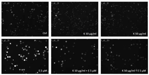 Kaempferol and Its Glycoside Derivatives as Modulators of Etoposide ...