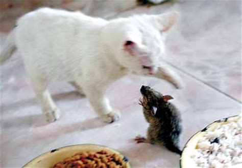 老鼠与猫同碗进食一起玩耍(组图)_新闻中心_新浪网