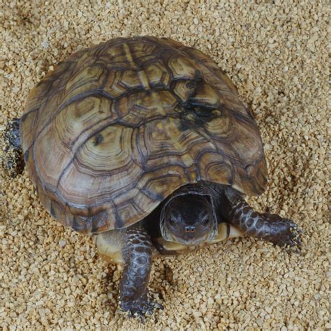 Image result for Different Types of Box Turtle