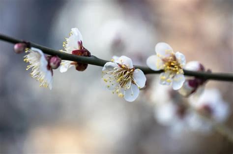 徐志摩：陌上花开_阡陌_临安_历史