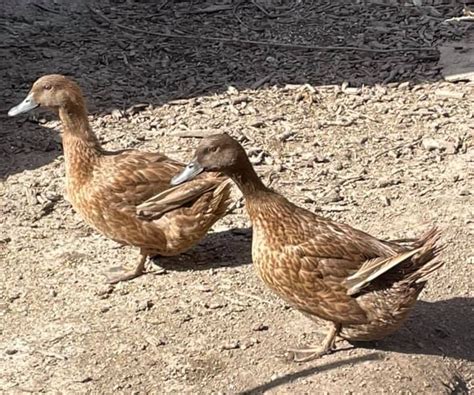 Our Farm Animals - APPLETREE DAY NURSERY