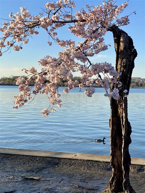 Image result for Stumpy Tidal Basin