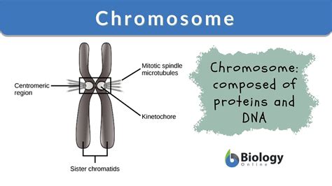 Chromosome - Definition and Examples - Biology Online Dictionary