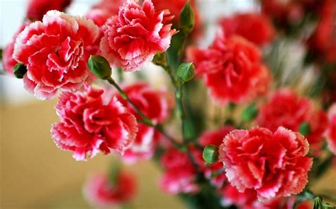 Carnation treatments, most common diseases and pests of this flower, Nexles