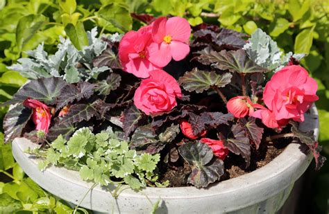 What to Plant with Begonias in Pots: 10 Winning Companion Plants