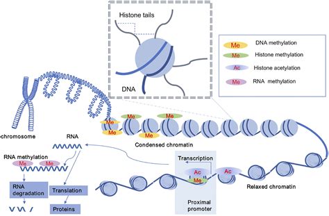 Epigenetic Modifications 的图像结果