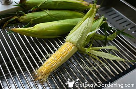 Image result for Canning Corn Tutorial
