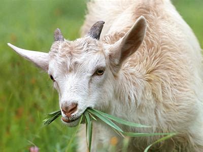 Classification of animals based on their diet — lesson. Science CBSE ...