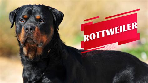 5 MOST EXPENSIVE DOG BREEDS IN INDIA - The Basil Pet Care