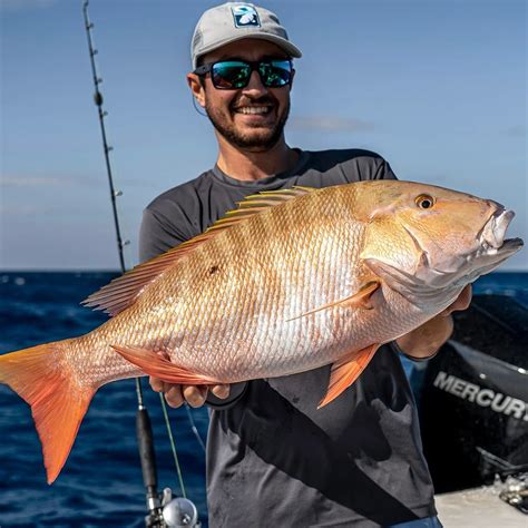 Image result for Mutton Snapper