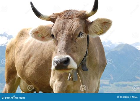 Swiss Brown Cattle 2 stock photo. Image of cheese, european - 8345286