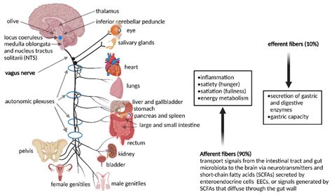 Nervous System Neurotransmitters