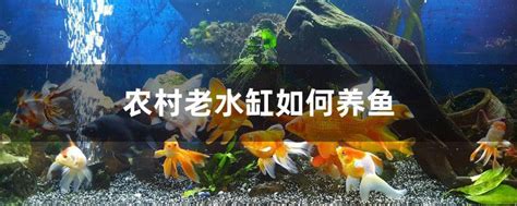 潍坊观赏鱼市场换大缸养鱼了 - B级过背金龙鱼 - 广州观赏鱼批发市场