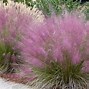 Image result for Muhly Grass Plants