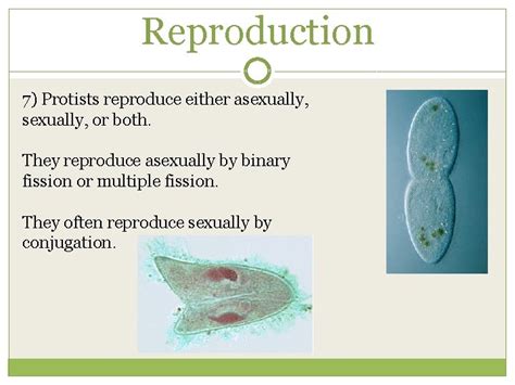 Image result for How Do Protists Reproduce