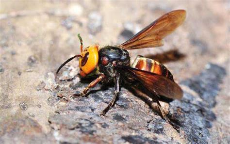 虎头蜂有哪些种类？中国大虎头蜂毒性最强，但黄腰虎头蜂最常见！