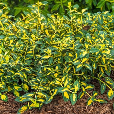 Spring Hill Nurseries Moonshadow Euonymus Foundation/Hedge Shrub in 1 ...