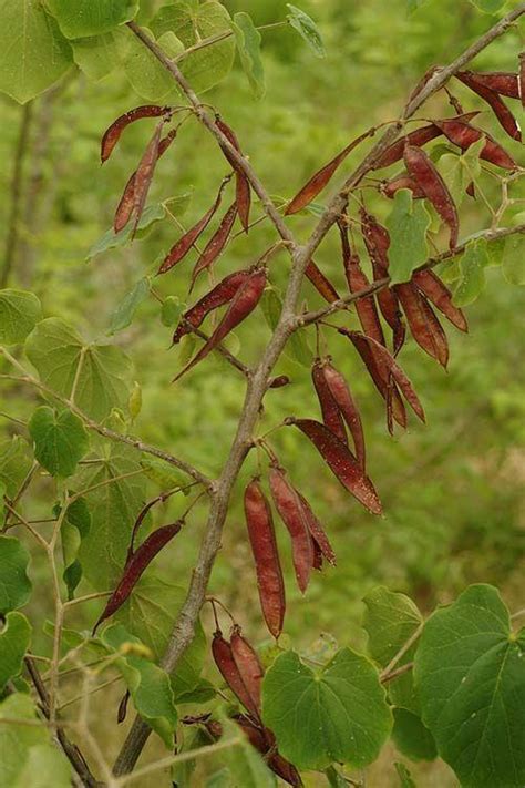 Cercis canadensis - כליל קנדי, Eastern Redbud | The Jerusalem Botanical ...