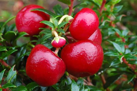 Thé des bois 'Cherry Berries' – Jardissimo