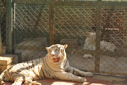 Bannerghatta Zoo - A week end visit in bangalore
