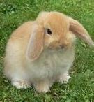 Image result for Holland Lop Cute