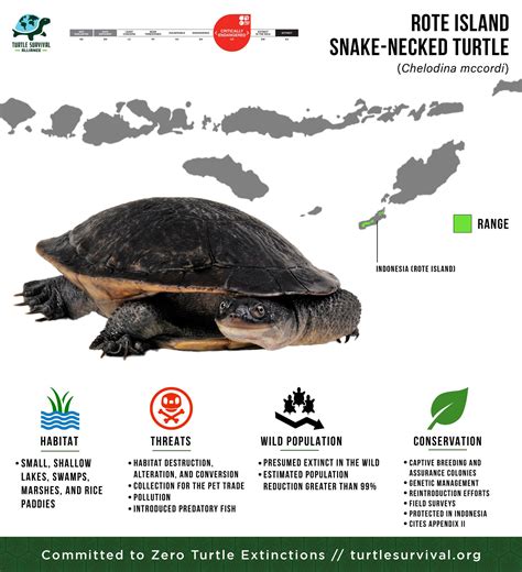 Rote Island Snake-necked Turtle - Turtle Survival Alliance