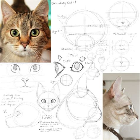 Image result for Cat Drawing Tutorial