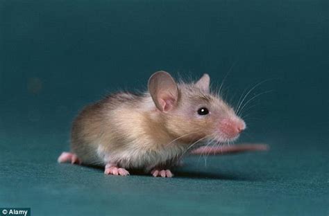 今年最小的老鼠只有2岁！属鼠人2022年运势大评测 - 神奇评测