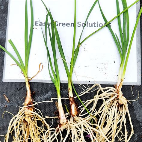 Excel Search for Multiple Search Values Index Small 的图像结果