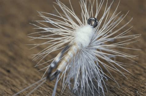 Image result for PMD Fly Pattern