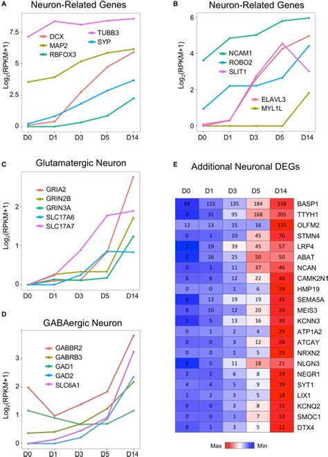 Image result for Astrocyte Neuron Reprogramming