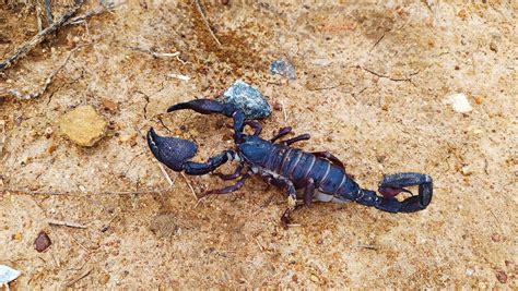 Scorpion Stings: Symptoms, Treatment, and Prevention