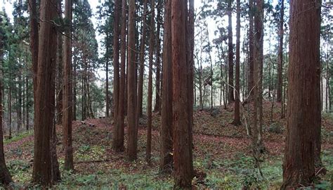 KAMIOUCHISAWA NATURE OBSERVATION TRAINING FOREST (2026) All You Need to ...