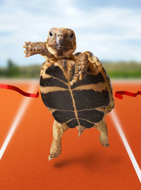 Image result for Turtle Fast Move